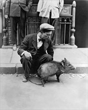 Buster Keaton With A Peccary
