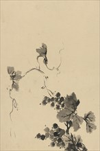Wine Grape Vine 1850