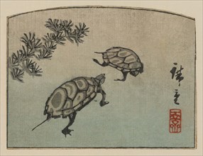 Turtles (Kame) 1848