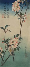 Small bird on a branch of Kaidozakura. 1834