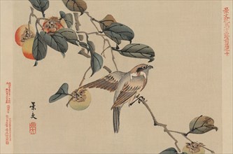 Bird perched on a branch from a fruit persimmon tree. 1892