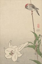 Small bird on lily plant. 1893