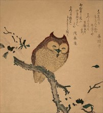 Owl of Branch