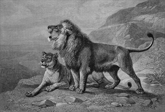 Lions (panthera leo