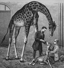 Veterinarian with a calf of a giraffe
