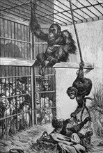 orangutan and a chimpanzee