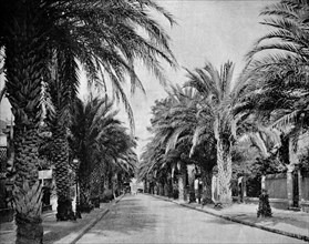 L'avenue des palmiers, hyares, france,
