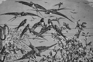 Swallows in the spring
