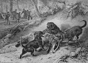 Hounds hunting badgers