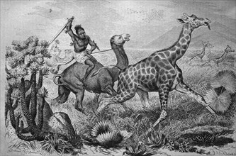 Hunting giraffes in africa