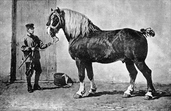 Belgian draft horse