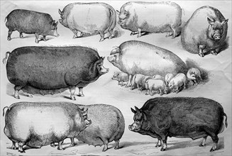 Breeds of belgian domestic pigs