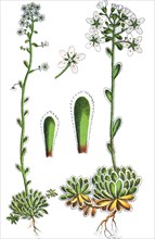 white mountain saxifrage