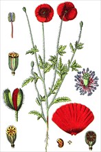 Field poppy