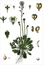 Shepherd's cress