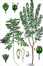 Narrow-leaf pepperwort