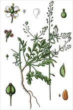 tall pepperwort