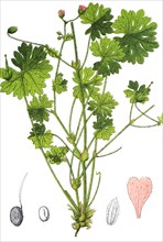 Dovesfoot geranium