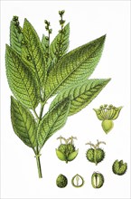 dog's mercury