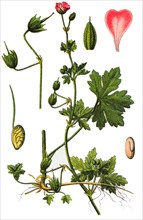 Geranium divaricatum