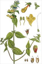 Melampyrum nemorosum