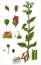 Green figwort