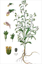 Small toadflax