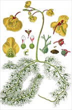 Common bladderwort