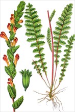 Pedicularis sceptrum-carolinum