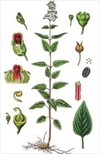 Woodland figwort