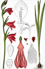 Marsh gladiolus