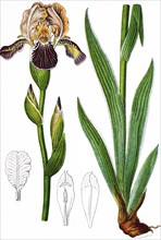 Iris sambucina