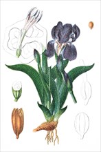 Iris aphylla l.