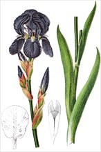 German iris