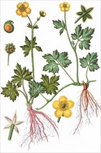 Ranunculus nemorosus