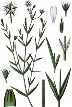 Minuartia