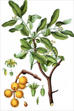 Oak misteltoe