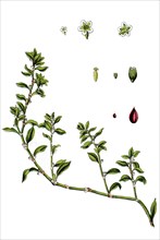 Common knotgrass