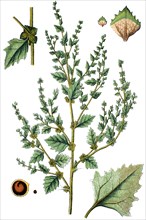 Chenopodium roseum