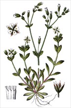Minuartia tetrandra