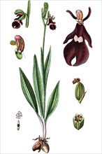 Ophrys muscifera