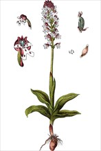 Burnt-tip orchid