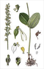 Common twayblade