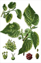 Black mulberry