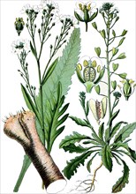 Horseradish armoracia rusticana