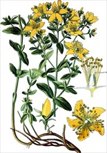 St john's wort