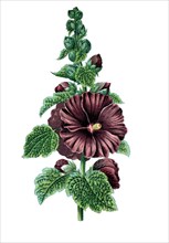 Common hollyhock