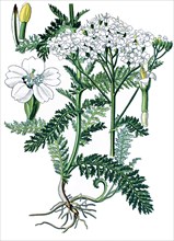 Common yarrow