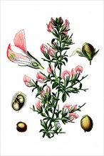 Spiny restharrow