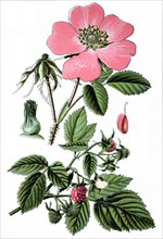 Gallic rose, red raspberry